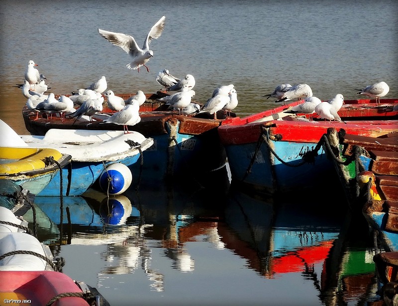 המצלמה כמכחול 