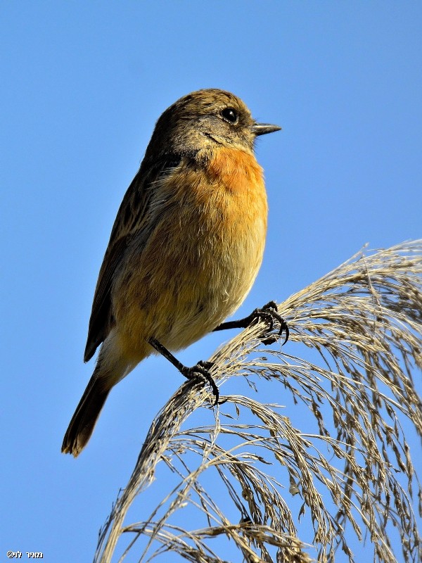 דוחל בתצפית