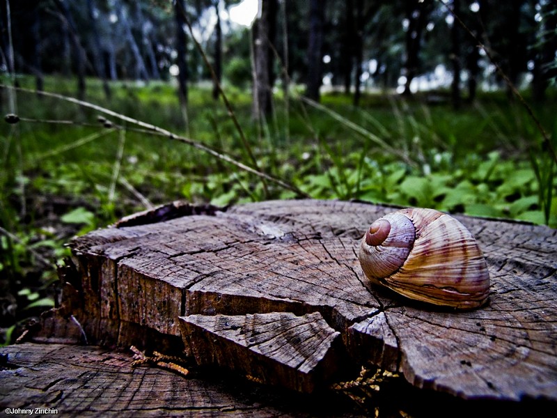 עמוק בתוך היער...