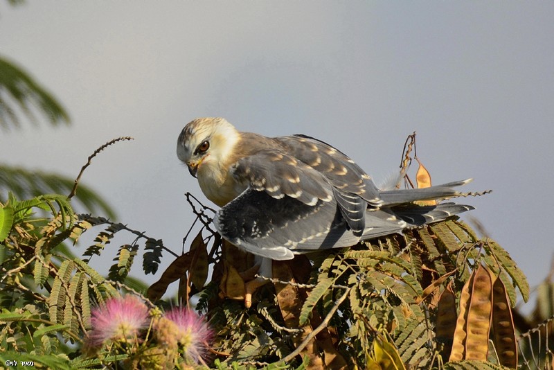 דאה שחורת-כתף