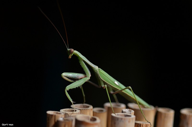 צילום: תמיר לייבו