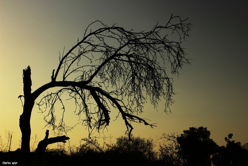 "כי האדם עץ השדה"