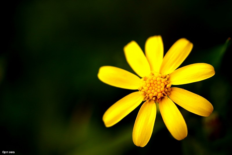 Sunshaine on a cold da