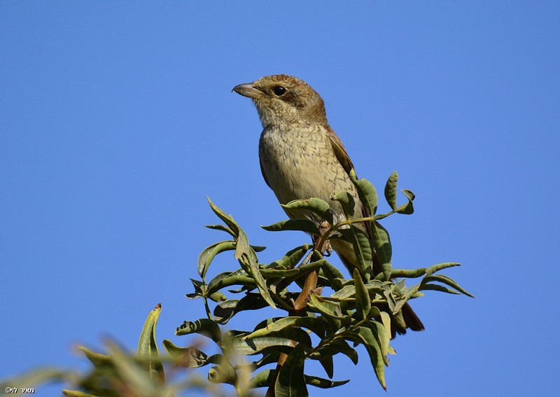 חנקן אדום גב