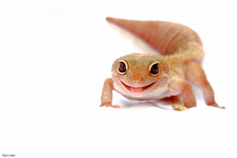 Lizzards cant smile ? 