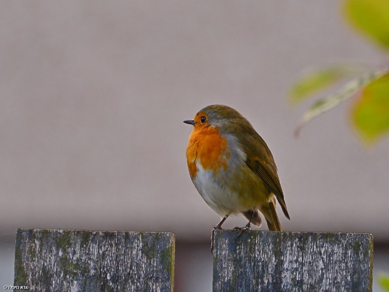 קר גם לאדומי חזה | אדום חזה  ציפורים