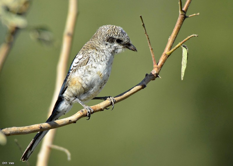 חנקן נובי צעיר