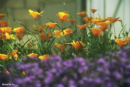 שילוב בין שניים