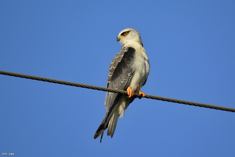 דאה בוחנת את זירת הפשע