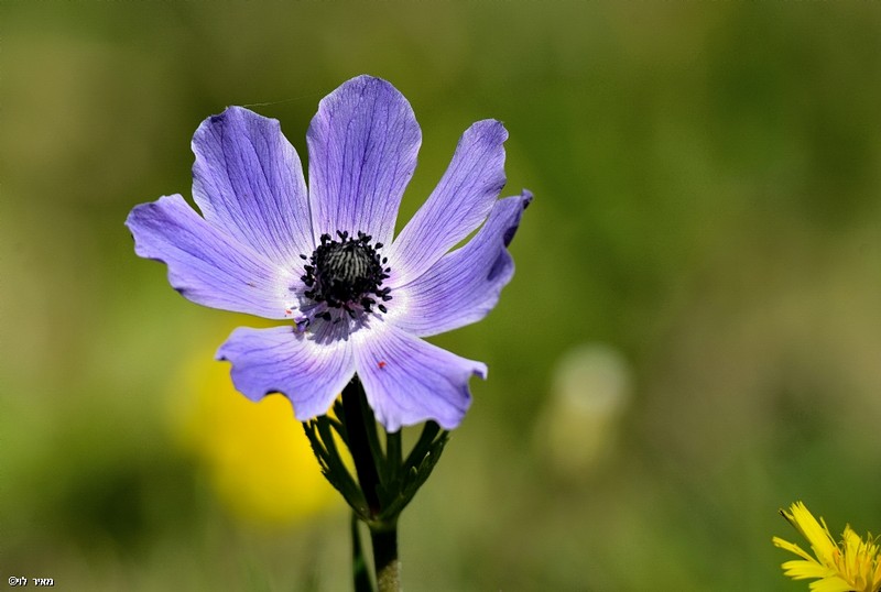 כַּלָּנִית ,גלילית