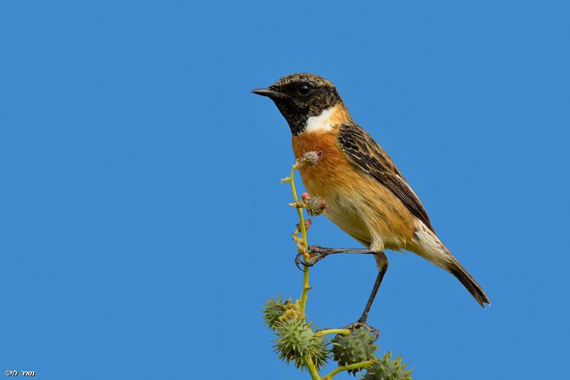 דוחל שחור גרון מדגמן