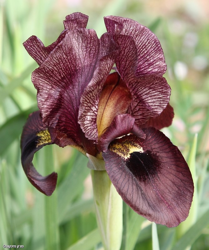 אירוס הארגמן