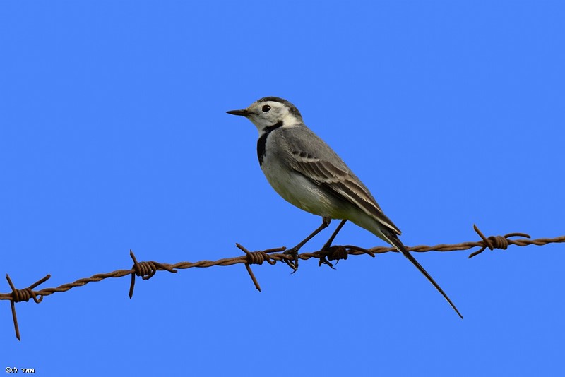  יושב על הגדר