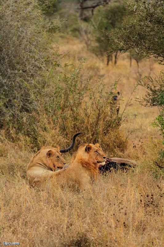 יש כאן סיפור שלם 