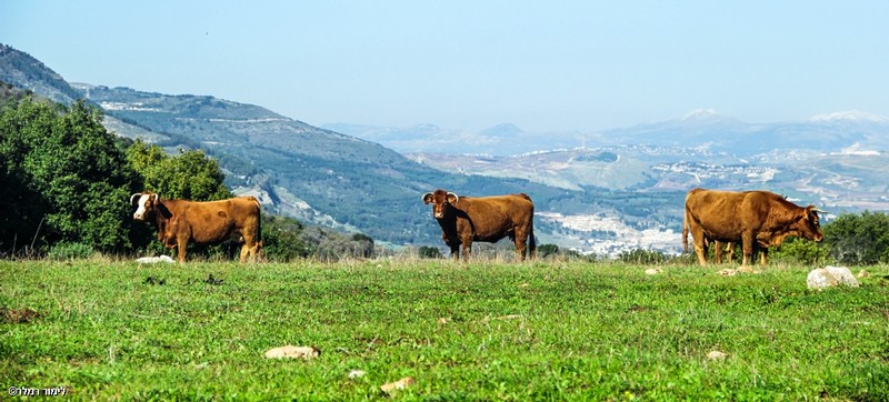 צילום: לימור רמלר