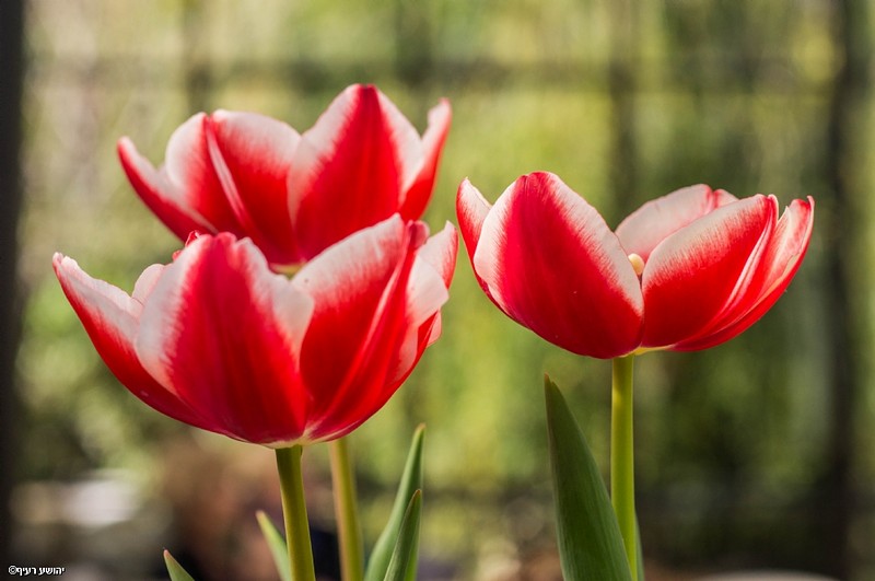 על אדן החלון