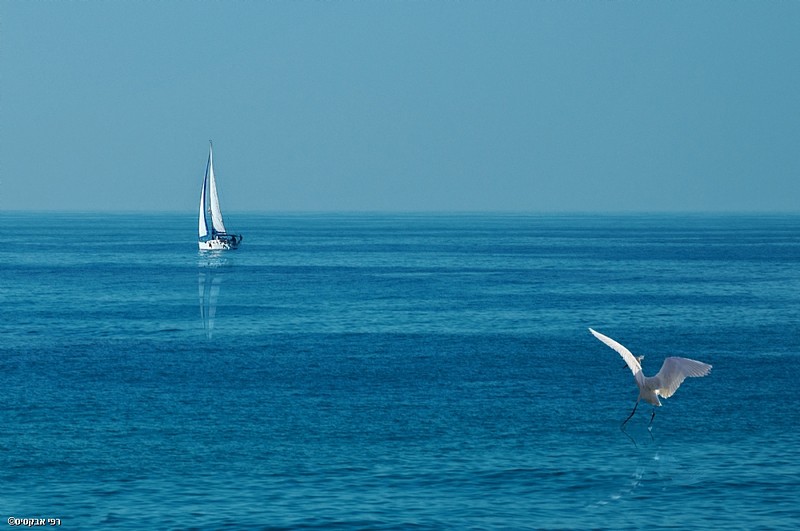נגיעות לבנות בכחול