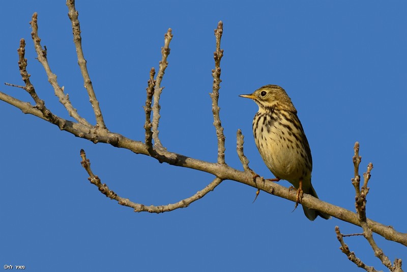 פיפיון שדות 