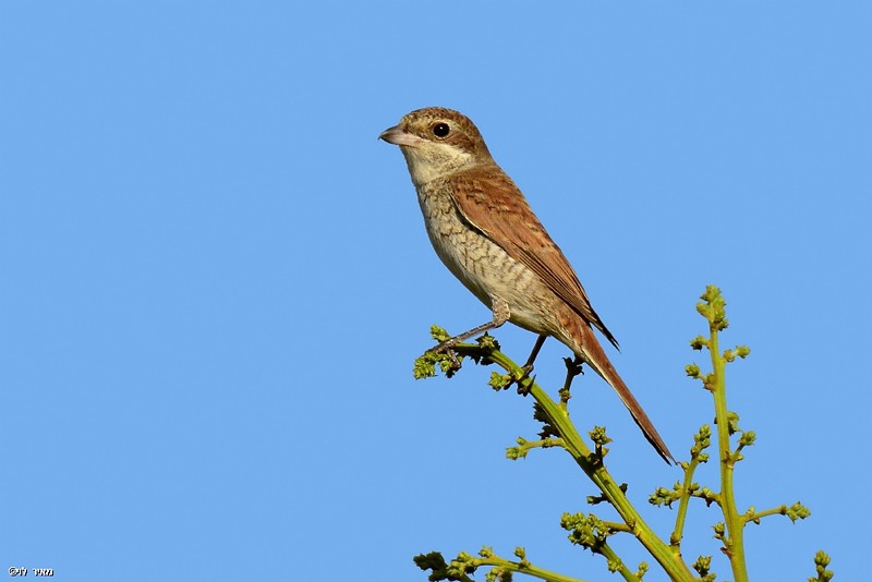 חנקן אדום-גב