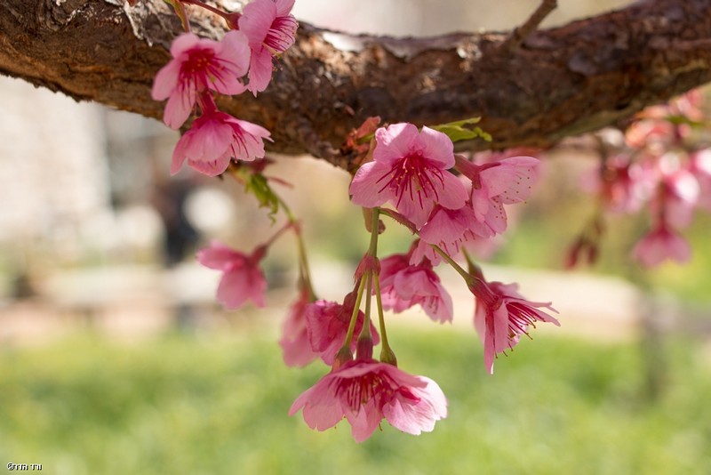 פריחת עץ הדובדבן