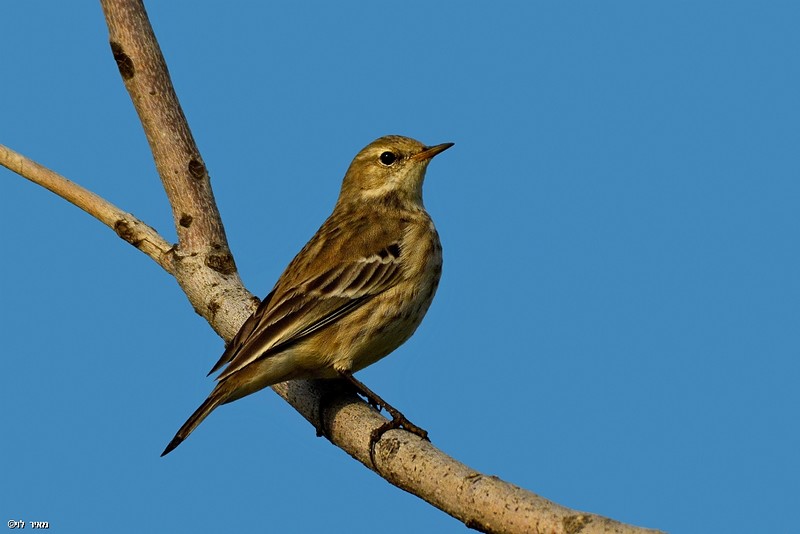  פיפיון שדות