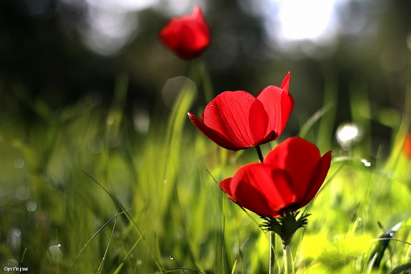 צילום: אורן ולדמן