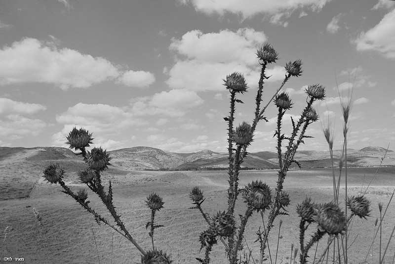 נופים צפוניים