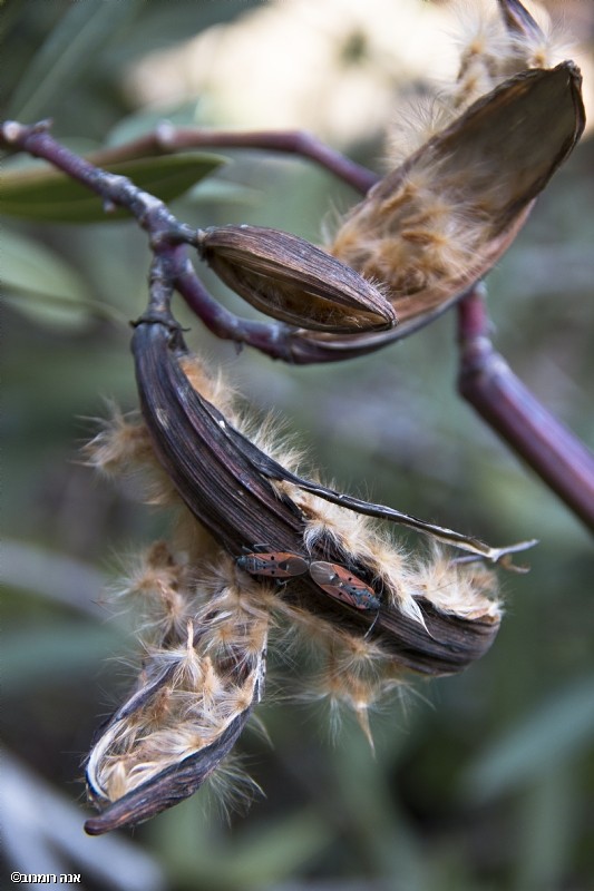 צילום: אנה רומנוב