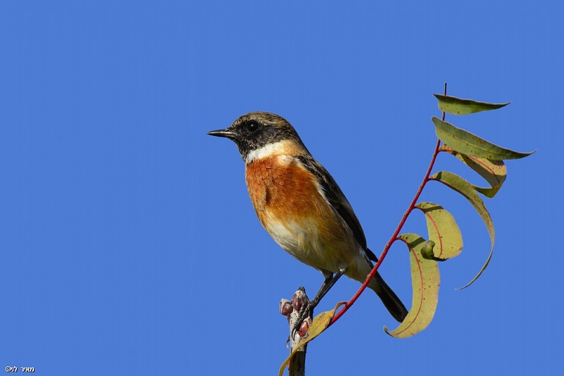 דוחל שחור גרון