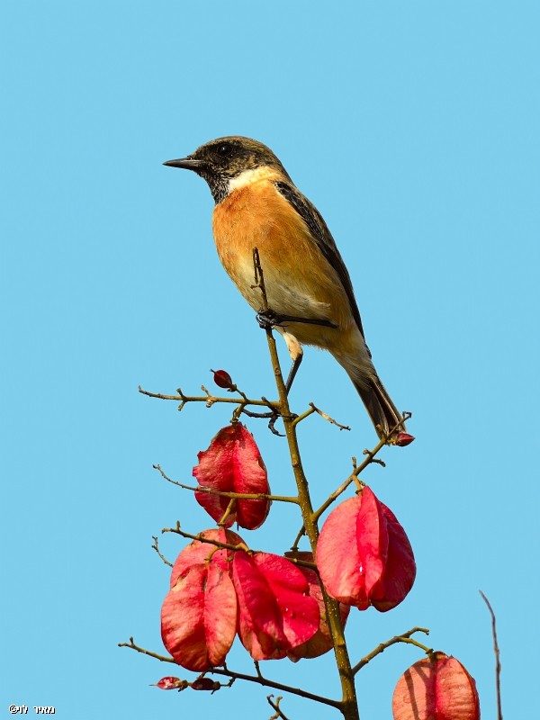 דוחל שחור גרון