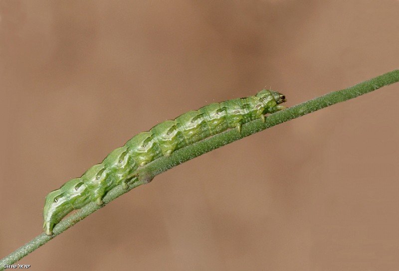  זחל תינשמית הבבונג