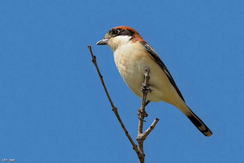 חנקן אדום ראש