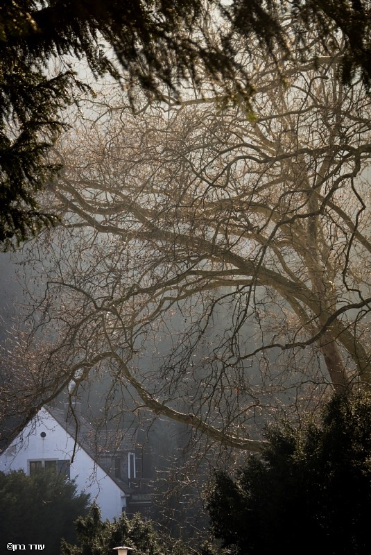 פסטורליה אירופאית