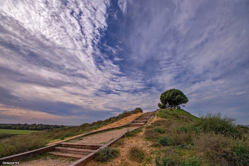 העץ בראש התל