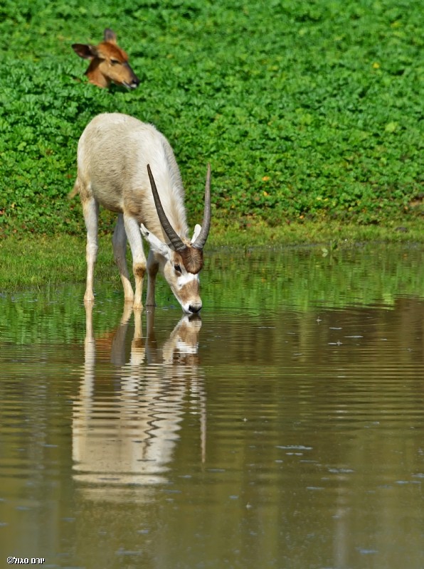 המאבטח שלי מאחור...