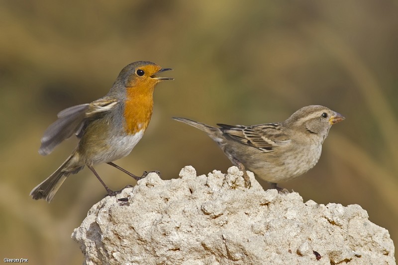 אדום חזה ודרור ספרדי