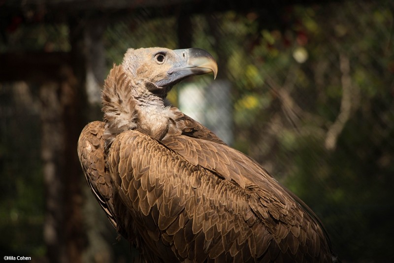 צילום: Hila Cohen