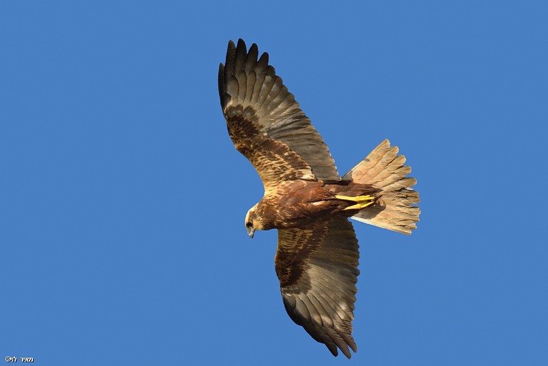 זרון סוף במעוף