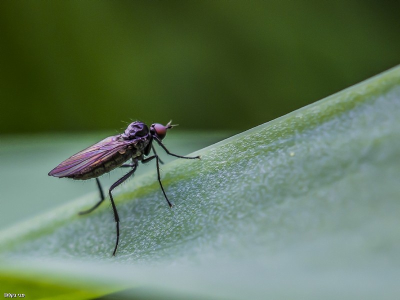 תרמיל על הגב