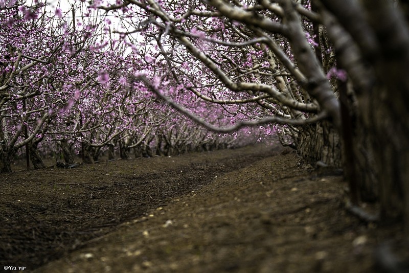 צילום: יקיר בללי