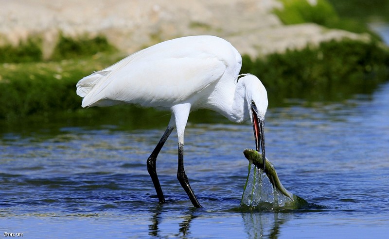 הכי טרי שיש