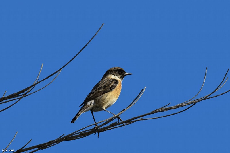 דוחל שחור גרון