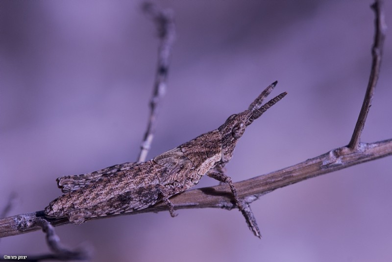 תחפושת מוצלחת