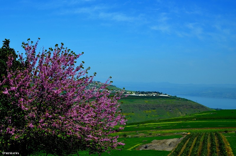מבט לק. אלומות