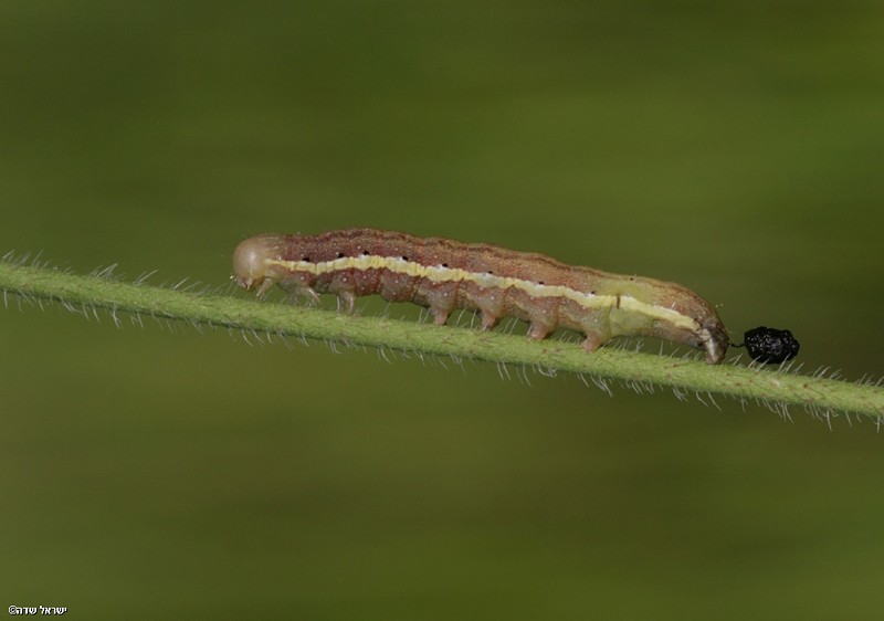 שמירה על נקיון
