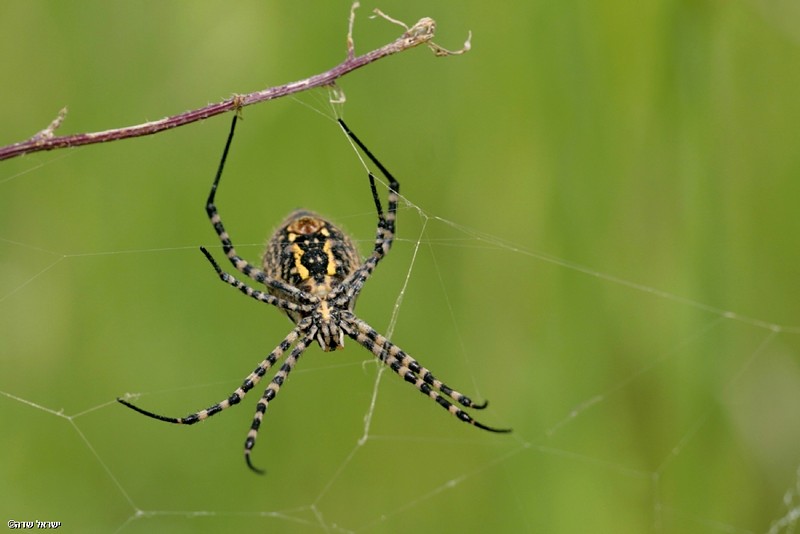 כסופי דק פסים