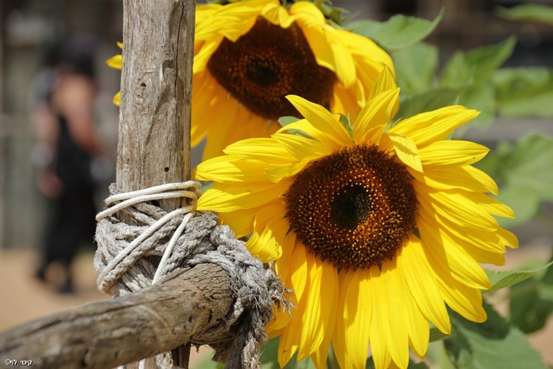 צילום: קיטי  לוי 