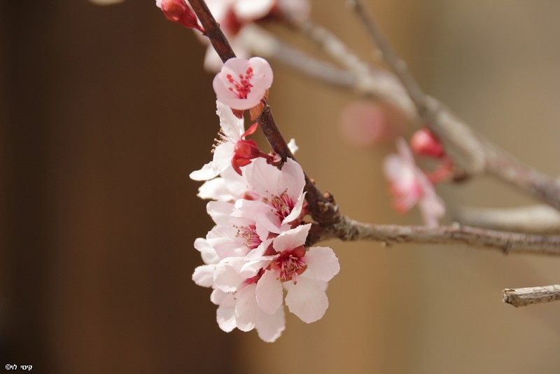 צילום: קיטי  לוי 
