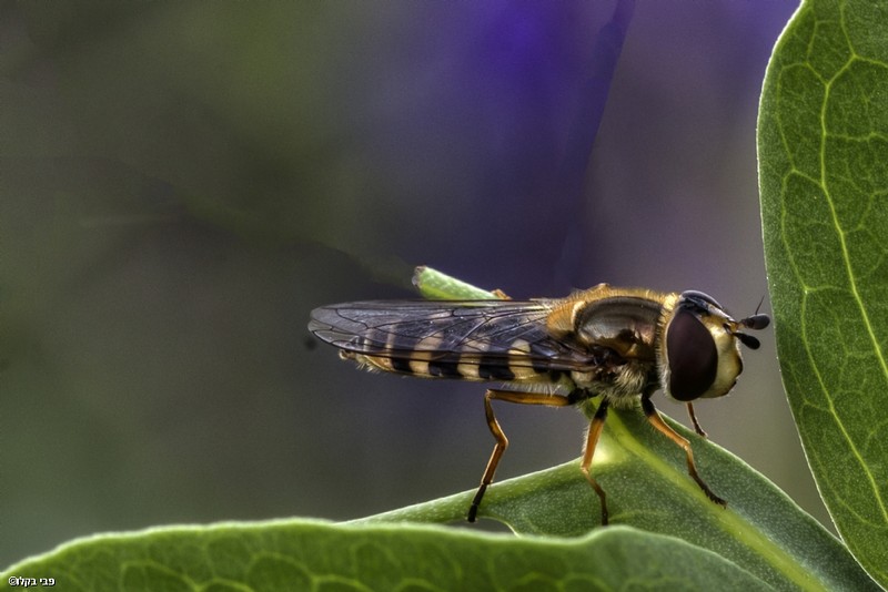 כמו פני כלב