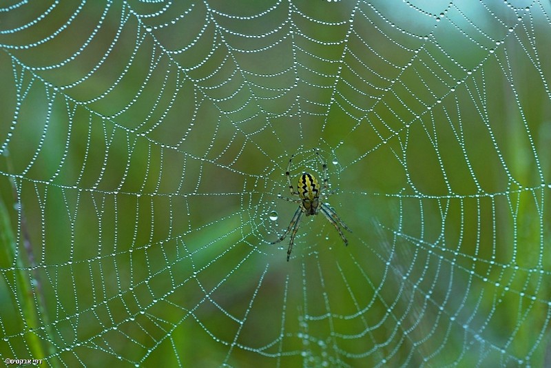 במעמקי קורי העכביש
